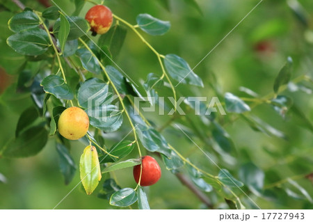 自然　植物　ナツメ、花は目立ちませんが実は目立つだけでなくお菓子や薬になります① 17727943