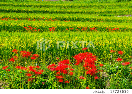 彼岸花 彼岸花 17728656