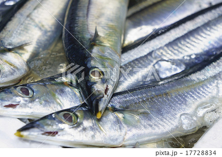 魚 さんま 秋刀魚 サンマ 魚 さんま 秋刀魚 サンマ 17728834