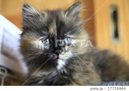子猫 子猫 17728964