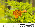 Yellow maple leaf on the fern 17729093