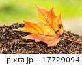 Yellow maple leaf on the anthill 17729094