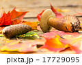 Mushroom, fir cones, autumn leaves of maple 17729095