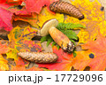 Mushroom, fir cones, autumn leaves of maple 17729096