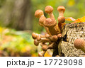 Mushrooms in the autumn forest 17729098