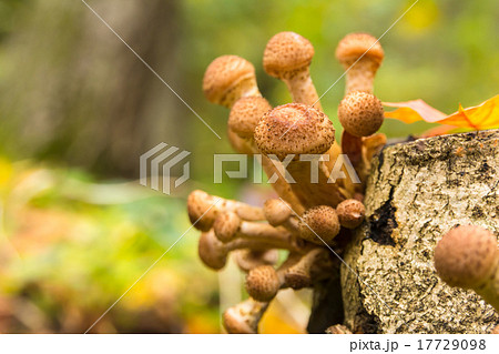 Mushrooms in the autumn forest 17729098