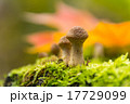 Mushrooms in the autumn forest 17729099