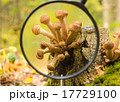 Mushrooms in the autumn forest 17729100