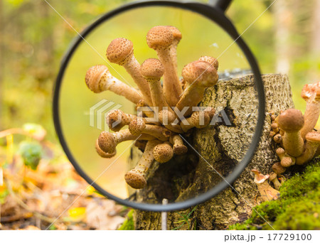 Mushrooms in the autumn forest Mushrooms in the autumn forest 17729100