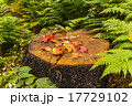 Autumn leaves of maple on stamp 17729102