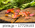 Autumn leaves of maple on stamp 17729103