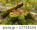 Autumn leaves of maple on stamp 17729104