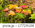 Autumn leaves of maple on stamp 17729106
