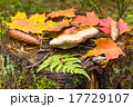 Autumn leaves of maple on stamp 17729107