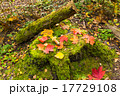 Autumn leaves of maple on stamp 17729108