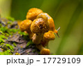 Snail on mushrooms on a stump in the autumn forest 17729109