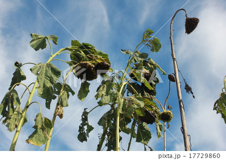夏の華 夏の華 17729860