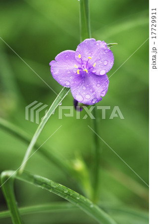 紫露草 ムラサキツユクサ 花 紫色 夏 緑 ツユクサ科 多年草 園芸種 植物の写真素材