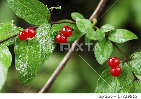 ヒョウタンボク 瓢箪木 金銀木 スイカズラ科 落葉低木 赤い実 有毒 植物の写真素材