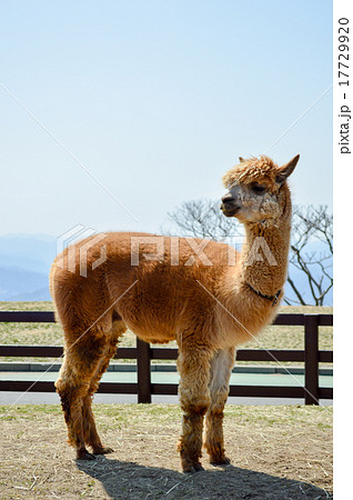 アルパカ 17729920