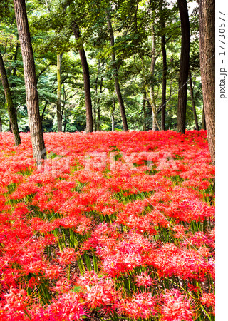 巾着田の曼珠沙華 巾着田の曼珠沙華 17730577