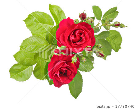 Flowers isolated on white Flowers isolated on white 17730740