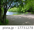 軽井沢の雲場池 17731278