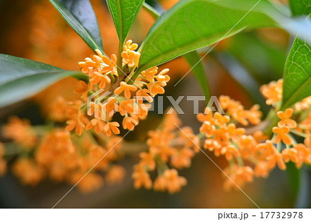 甘い香り 金木犀の花の写真素材