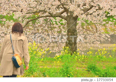 満開の桜 17733054