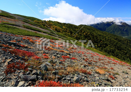 秋色の蝶ヶ岳稜線 17733254