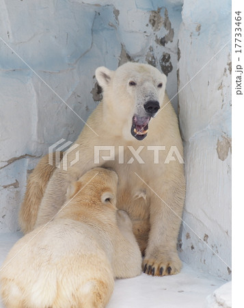 しろくま親子 17733464