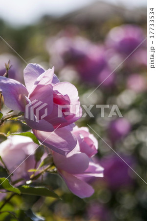 ピンクのバラ 17733534