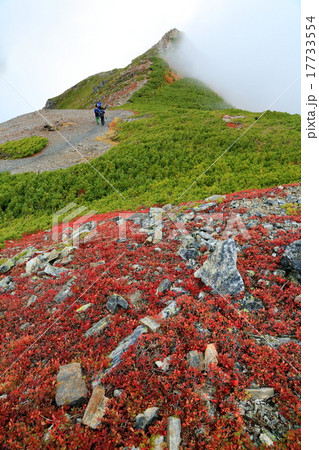 クロマメノキの紅葉と蝶ヶ岳・蝶槍 17733554