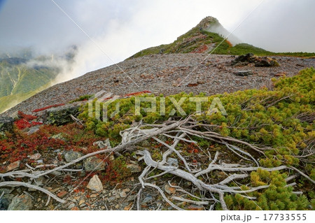 蝶ヶ岳・蝶槍と枯れハイマツ 17733555