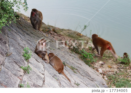 Monkey at golden hill, hong kong Monkey at golden hill, hong kong 17734005