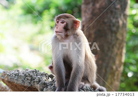 monkey in Kam Shan Country Park, Kowloon monkey in Kam Shan Country Park, Kowloon 17734013
