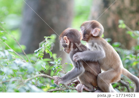 Monkeys checking for fleas and ticks  17734023