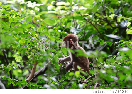 Monkeys checking for fleas and ticks 17734030