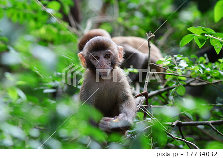 baby monkey at golden hill, hong kong baby monkey at golden hill, hong kong 17734032