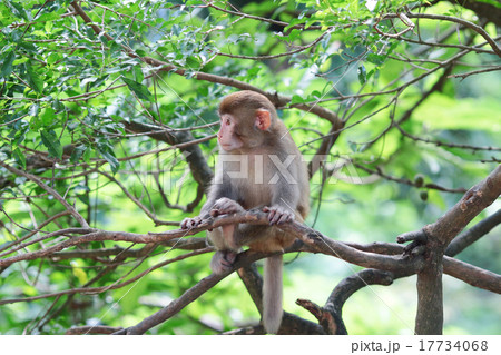 Monkey at golden hill, hong kong 17734068
