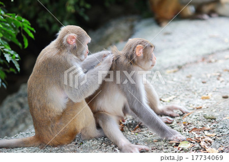 Monkey at golden hill, hong kong 17734069
