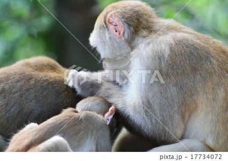 Monkeys checking for fleas and ticks Monkeys checking for fleas and ticks 17734072