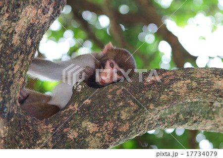 monkey in Kam Shan Country Park, Kowloon 17734079