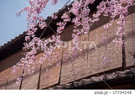 京都 祇園白川の桜 京都 祇園白川の桜 17734248