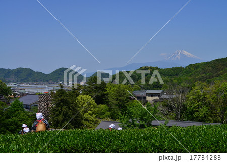 ダブル世界遺産と茶摘み 17734283