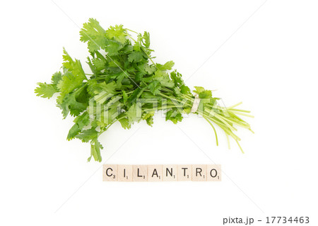 コリアンダー (CILANTRO) 17734463