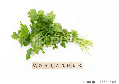 コリアンダー (CORIANDER) 17734464