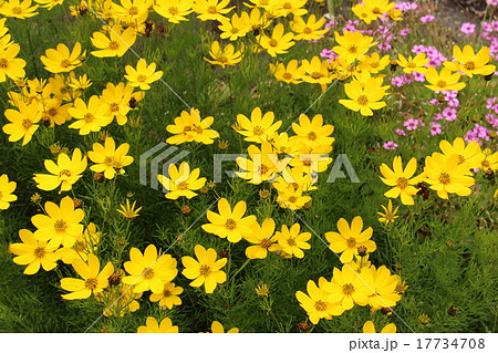 糸葉春車菊 17734708