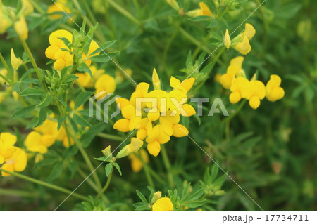 黄花ルピナス 黄花ルピナス 17734711