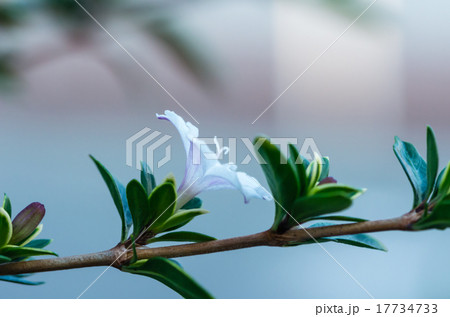 白丁花(ハクチョウゲ) 白丁花(ハクチョウゲ) 17734733